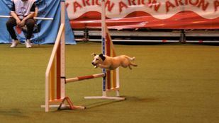 '100x100 Mascota' promueve el cuidado de animales