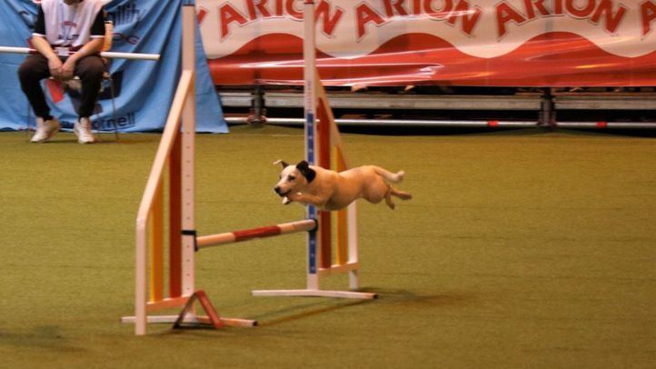 100x100 Mascota 2018, en Ifema