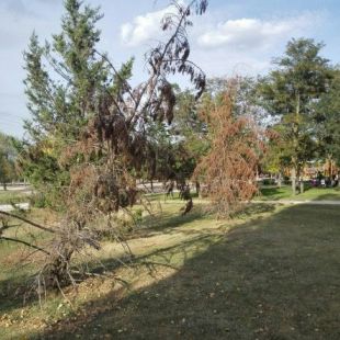 Cruces de madera para los árboles del parque que lleva su nombre