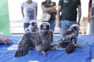 Nuevas crías de halcón peregrino en el Hospital Gómez Ulla
