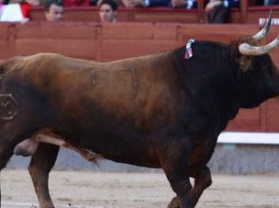 San Isidro: gran petardo presidencial: devuelve un toro sin un capotazo