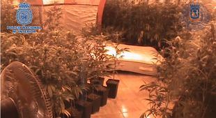 Desmanteladas tres plantaciones de marihuana 'indoor' en la Cañada Real