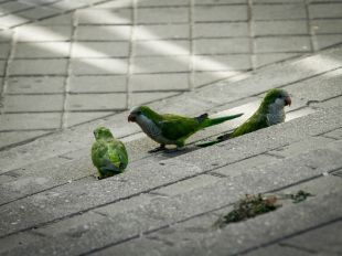 Decide Madrid: ¿qué hacer con las cotorras?