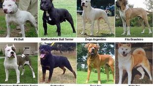 Un perro peligroso, suelto y sin bozal, muerde a un bebé