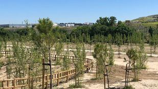 Una parcela de 13,5 hectáreas se convierte en un sumidero de CO2 junto al río Manzanares