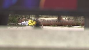 Archivado el caso del niño que murió en marzo por la caída de un árbol en El Retiro