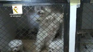 Casi 200 perros, en pésimas condiciones en Paracuellos