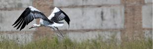 Las cigüeñas alcalaínas alzan el vuelo