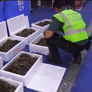 Interceptados 80 kilos de cangrejo chino invasor en el polígono Cobo Calleja