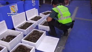 Interceptados 80 kilos de cangrejos chinos en Cobo Calleja.