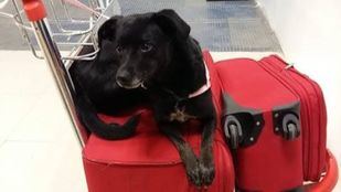 Piny, la perra perdida en Barajas durante una escala de Iberia