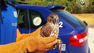 Localizado un azor desorientado en una piscina de Chamartín