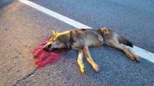 Un lobo muere atropellado en la Sierra
