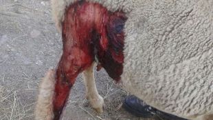 Madrid deberá pagar 25.000 euros a un ganadero por un ataque de lobo