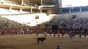 Segundo encierro de las fiestas de Leganés