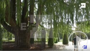 La leyenda tras el abuelo de los árboles madrileños