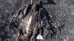 La electrocución de un buitre leonado provoca un incendio en Soto del Real