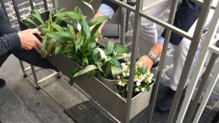 Más de 1.000 plantas y nuevo mobiliario: la plaza recuperará su "herencia verde"