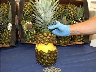 Incautados 67 kilos de cocaína escondidos en piñas huecas