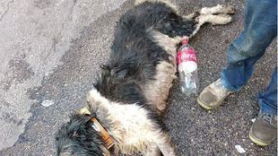 Fallece un can tras ser encerrado en el coche por su dueño a pleno sol.
