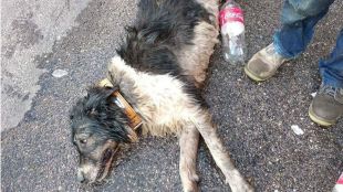 Fallece un perro encerrado en un coche en 'Fuenla'