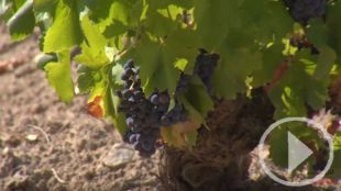 La uva madrileña, a punto: comienza la vendimia