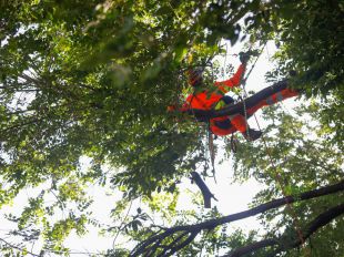 Madrid estrena un servicio que testa el estado del arbolado