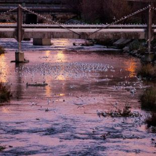 Fiesta y música para recibir a los héroes del Manzanares