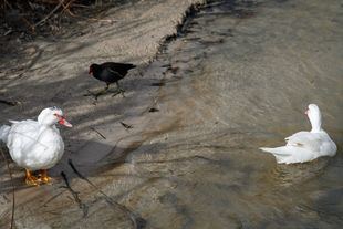 Una pareja de gansos comparten espacio con una gallineta o polla de agua.