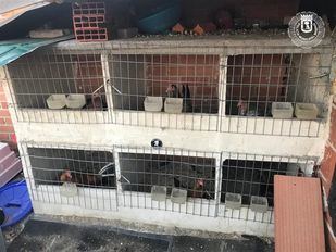 Rescatados 18 'gallos de pelea' de un criadero ilegal de Villaverde