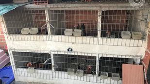 Jaulas donde se encontraban los gallos