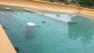 Las tortugas de Atocha despiden el verano en Navas del Rey