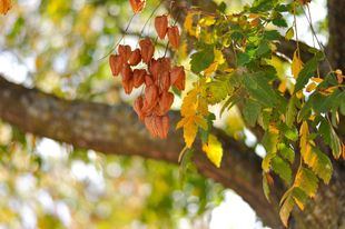 La luna de otoño ilumina los planes del 'finde'
