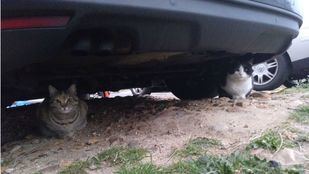 Puente de Vallecas abre una 'caseta felina' para proteger a los gatos callejeros