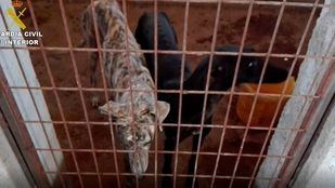 Rescatados 28 perros en pésimas condiciones, sin comida ni agua, en Villamanta