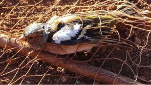 Madrid suspende la caza de pájaros cantores