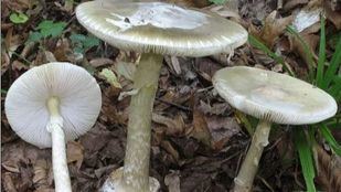 La importancia de distinguir setas tóxicas de las comestibles