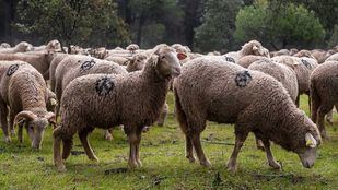 Un rebaño fijo en la Casa de Campo para prevenir incendios