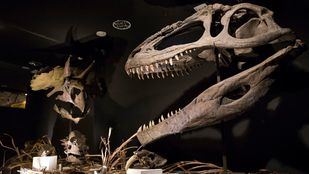 Fósiles milenarios en 'Dinopétrea'