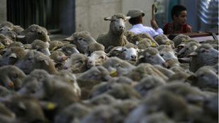 Las ovejas tomarán la capital este domingo