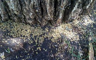 El escarabajo del olmo desespera en Retiro y Madrid no encuentra remedio