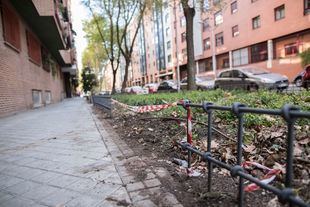 El escarabajo del olmo desespera en Retiro y Madrid no encuentra remedio
