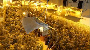 Incautadas 2.400 plantas de marihuana en una operación en la Cañada