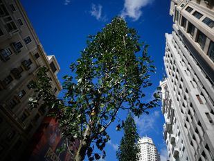 Los árboles 'brotan' en la nueva Gran Vía