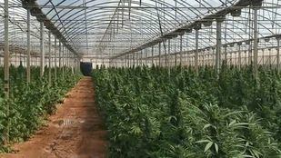 Detenidas ocho personas por el cultivo de 9.000 plantas de marihuana