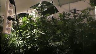 Cultivo de marihuana dentro del chalet.