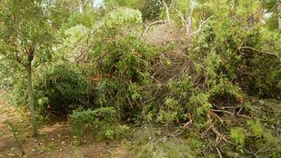 Árboles y ramas caídas.