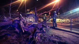 Dos heridos al caer un árbol sobre un turismo