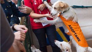 Aumentan las adopciones de animales de compañía en la Comunidad