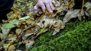 Las plantas que no podrá recolectar para sus adornos